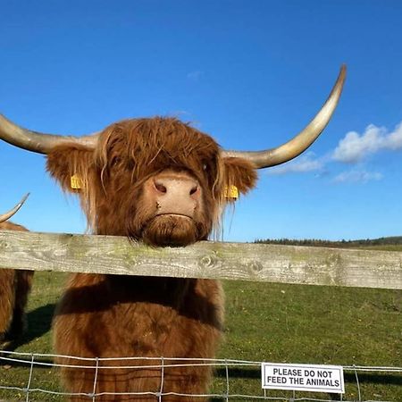 Vila Glampods Glamping Pod - Meet Highland Cows And Sheep Elgin Exteriér fotografie