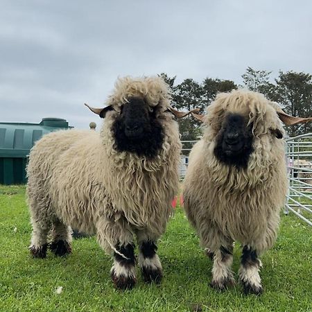 Vila Glampods Glamping Pod - Meet Highland Cows And Sheep Elgin Exteriér fotografie