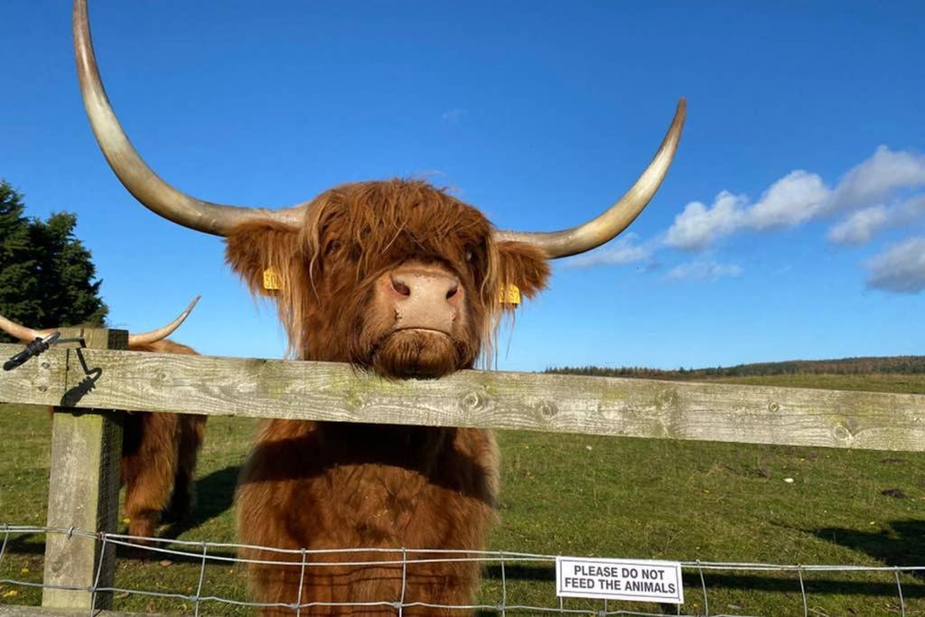 Vila Glampods Glamping Pod - Meet Highland Cows And Sheep Elgin Exteriér fotografie