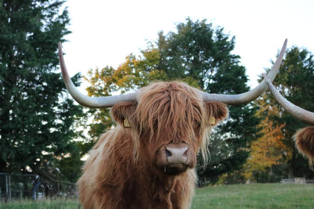 Vila Glampods Glamping Pod - Meet Highland Cows And Sheep Elgin Exteriér fotografie