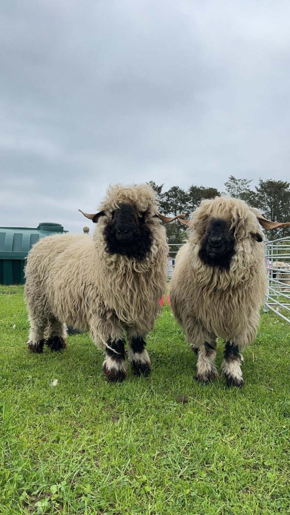 Vila Glampods Glamping Pod - Meet Highland Cows And Sheep Elgin Exteriér fotografie